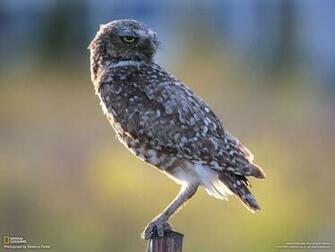 Animals Owl Desktop Wallpaper Nr