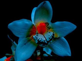 Beautiful Orchid Wallpaper The