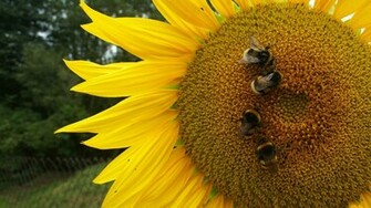 Definition Wallpaper Photo Sunflower Html