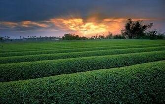Farm Landscapes Row Trees Herbs HD Image