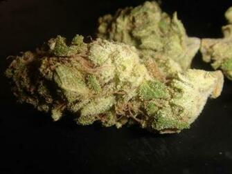 Og Kush Wallpaper Dankness Master