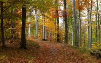 Autumn Forest Wallpaper Stock Photos