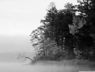 Black Forest And White HD Widescreen High Pixel Popular
