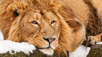 4k Lion Wallpaper HD Animals Image