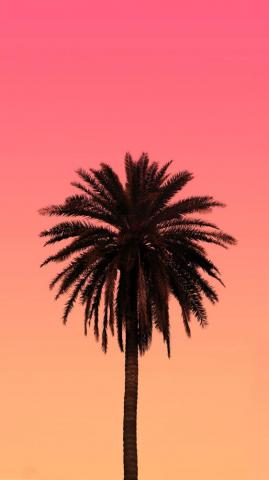 Palm Tree Pictures HD Image