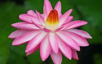 Water Lily At Moir Gardens