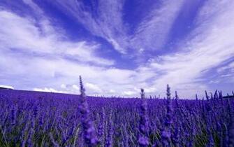 Waiting For Love Lavender Fields Of Photography Wallpaper