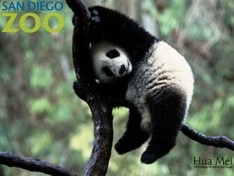 Definition Wallpaper Photo Cute Html