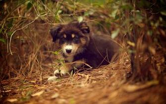 Animals Dogs Australian Shepherds Wallpaper