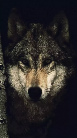 Wolf iPhone Wallpaper