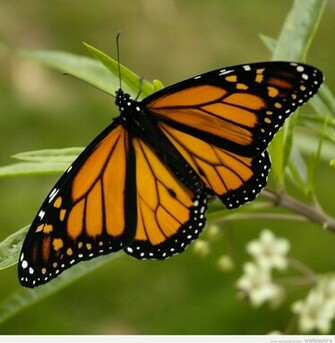 Butterfly Wallpaper Background Pictures Screensaver