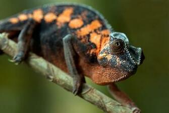 Panther Chameleon Wallpaper