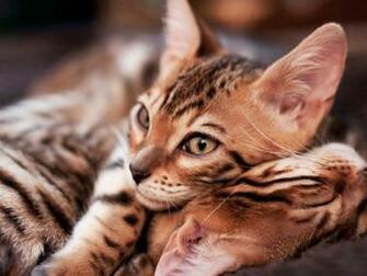 Bengal Cat Wallpaper