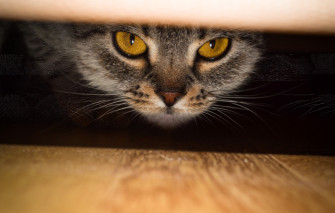 Wallpaper Eyes Cat Scottish Straight Murzenko Image For