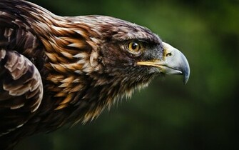 Golden Eagle HD Wallpaper