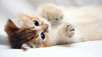Wallpaper Cat Kitten Cute Foot Face HD