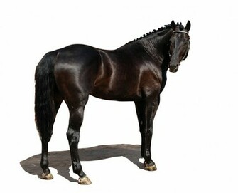 Description Russian Riding Horse Jpg