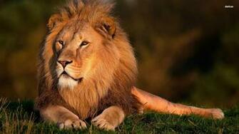 Lions Wallpaper Lion HD Attack Pictures