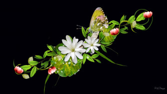 HD Flowers Wallpaper