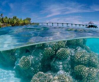 I9023 Nexus Mobiles Nature Wallpaper For