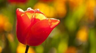 Red On Gold And Green Wallpaper