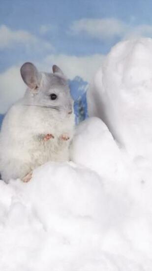Chinchilla Moto E Wallpaper