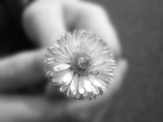 Black And White Wallpaper Close Up Flower