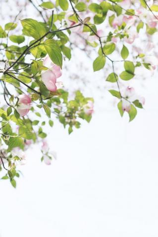 Pink Flowers Pictures HD Image