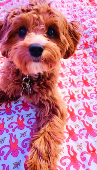Allieslifee Preppy Dog Cute Pictures Super