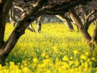 Click To The Wallpaper Nature Landscape Image Yellow
