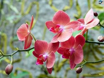 Orchids Wallpaper