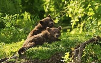 Sps Wallpaper Grizzly Bear HD