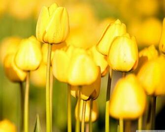 Yellow Tulip Flowers Wallpaper
