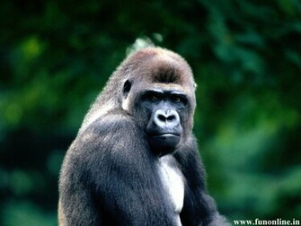 Gorilla Wallpaper Giant Gorillas HD