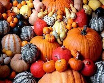 Pumpkin HD Wallpaper Background Image