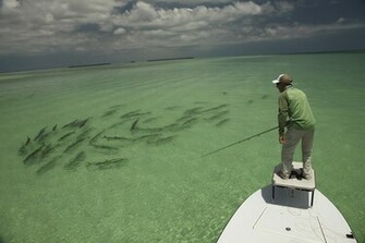 Back Pix For Saltwater Fly Fishing Art