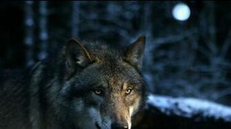 Fotos Wallpaper Lobos Lobo X Animales Im Genes Para