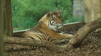 Tiger Zoo Streakers For
