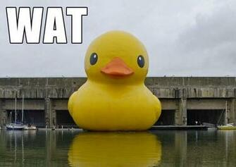 Giant Rubber Duck Meme The Wat In