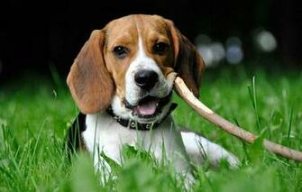 Beagle Wallpaper