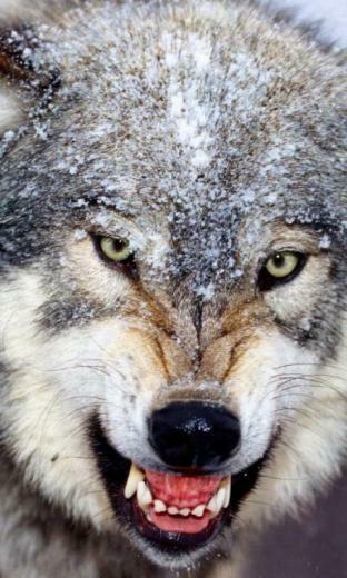 Wolf Wallpaper Android Apps On Google Play