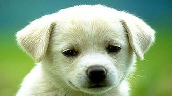 Dog Puppy Desktop Wallpaper