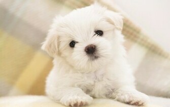 Puppies Wallpaper Imagebank Biz