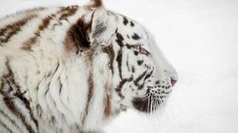 Cats White Tiger Cute Cat Christmas Wallpaper For HD