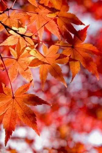 Fall Color iPhone Wallpaper HD
