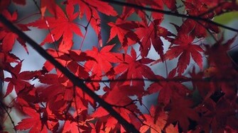 Red Leaves Wallpaper