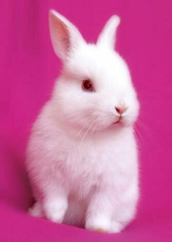 Easter Spending Hops Up Solid Cactus Inc