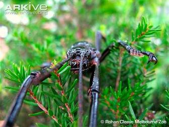 Funny Facts About Stick Insects Wallpaper