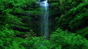 Green Forest Wallpaper