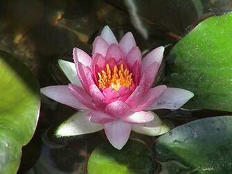 Wallpaper Water Lily